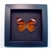 Elymnias hypermnestra female Common Palmfly Moonlight Display ooak