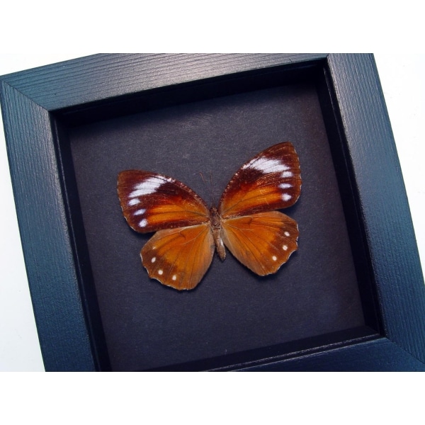 Elymnias hypermnestra female Common Palmfly Moonlight Display ooak