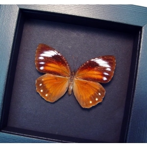 Elymnias hypermnestra Common Palmfly Butterfly Moonlight Display ooak