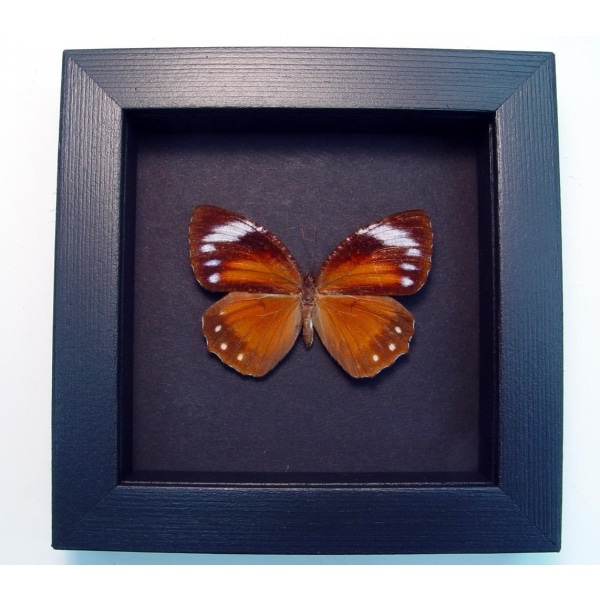 Elymnias hypermnestra female Common Palmfly Moonlight Display ooak