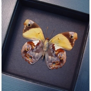 Epiphile lampethusa Orange Leaf Mimic Butterfly Moonlight Display Framed Taxidermy