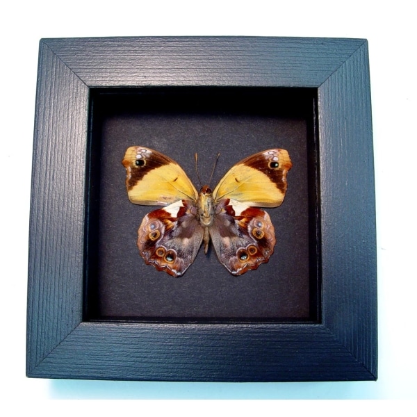 Epiphile lampethusa Orange Leaf Mimic Butterfly Moonlight Display Framed Taxidermy