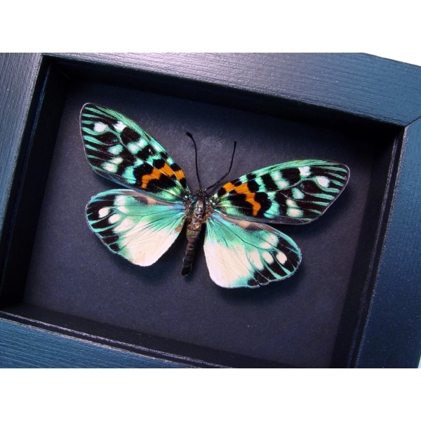 Erasmia pulchera Day Flying Moth Moonlight Display Framed Taxidermy