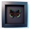 Eumaeus childrenae Female Blue Green Butterfly Moonlight Display Framed Taxidermy