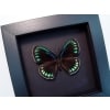 Eumaeus childrenae Female Blue Green Butterfly Moonlight Display Framed Taxidermy