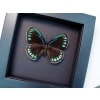 Eumaeus childrenae Female Blue Green Butterfly Moonlight Display Framed Taxidermy