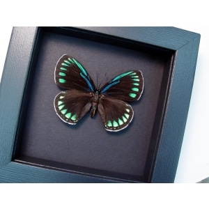 Eumaeus childrenae Female Blue Green Butterfly Moonlight Display Framed Taxidermy