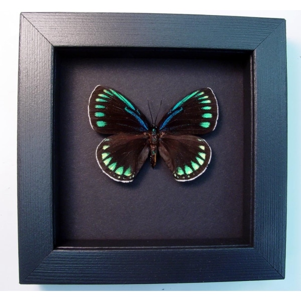 Eumaeus childrenae Female Blue Green Butterfly Moonlight Display Framed Taxidermy
