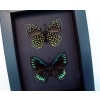 Eumaeus childrenae Set Green Blue Glittery Butterflies Framed Taxidermy Moonlight Display