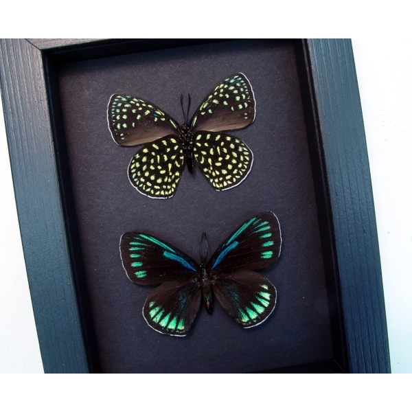 Eumaeus childrenae Set Green Blue Glittery Butterflies Framed Taxidermy Moonlight Display
