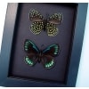 Eumaeus childrenae Set Green Blue Glittery Butterflies Framed Taxidermy Moonlight Display
