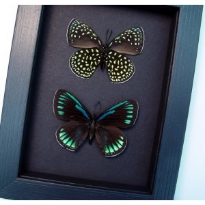 Eumaeus childrenae Set Green Blue Glittery Butterflies Framed Taxidermy Moonlight Display