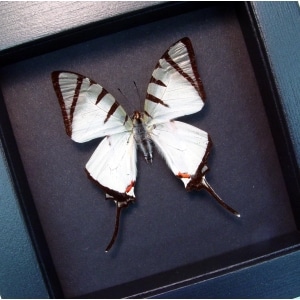 Graphium agetes Graphium agetes White Swallowtail Butterfly Moonlight Display