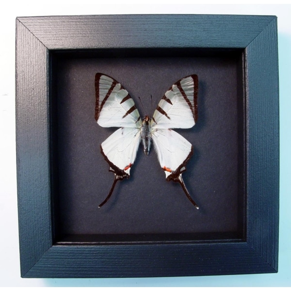 Graphium agetes White Swallowtail Butterfly Moonlight Display Framed Taxidermy