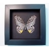 Graphium delessertii verso Malayan Zebra Framed Butterfly Taxidermy Moonlight Display