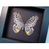 Graphium delessertii verso Malayan Zebra Framed Butterfly Taxidermy Moonlight Display