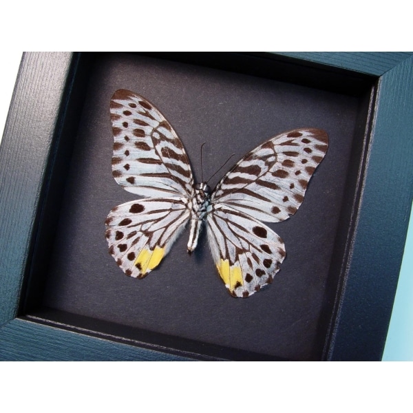 Graphium delessertii verso Malayan Zebra Framed Butterfly Taxidermy Moonlight Display