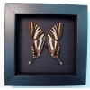 Graphium Marcellus Zebra Swallowtail Framed Butterfly Taxidermy Moonlight Display
