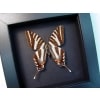 Graphium Marcellus Zebra Swallowtail Framed Butterfly Taxidermy Moonlight Display