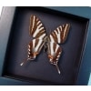 Graphium Marcellus Zebra Swallowtail Framed Butterfly Taxidermy Moonlight Display