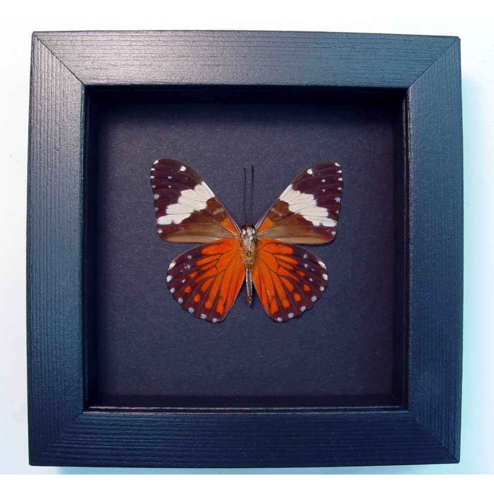 Hamadryas amphinome Verso Red Cracker Butterfly Moonlight Display Framed Taxidermy