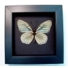 Hestina assimilis Female Verso White Butterfly Moonlight Display Framed Taxidermy