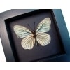 Hestina assimilis Female Verso White Butterfly Moonlight Display Framed Taxidermy