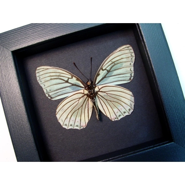 Hestina assimilis Female Verso White Butterfly Moonlight Display Framed Taxidermy