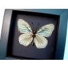Hestina assimilis Female Verso White Butterfly Moonlight Display