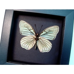 Hestina assimilis Female Verso White Butterfly Moonlight Display