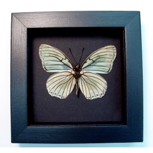 Hestina assimilis Female Verso White Butterfly Moonlight Display Framed Taxidermy