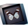 Hypolimnas anthedon Verso Blue African Butterfly Moonlight Display Framed Taxidermy