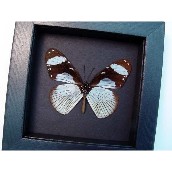Hypolimnas anthedon Verso Blue African Butterfly Moonlight Display Framed Taxidermy