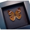 Junonia Coenia Framed Buckeye Butterfly Moonlight Display