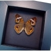 Junonia Coenia Framed Buckeye Butterfly Taxidermy Moonlight Display