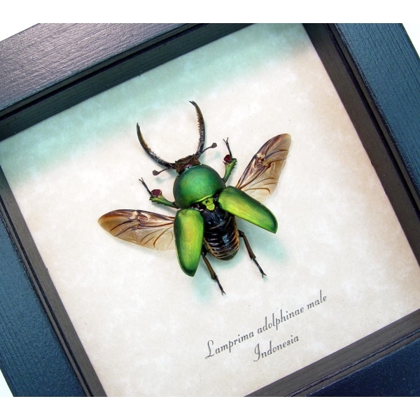 Real Framed Flying Green Stag Beetle Lamprima Adolphinae Taxidermy Display