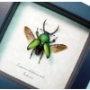 Real Framed Flying Green Stag Beetle Lamprima Adolphinae Taxidermy Display