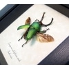 Real Framed Flying Green Stag Beetle Lamprima Adolphinae Taxidermy Display