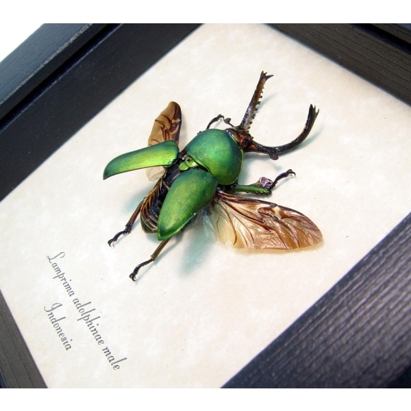 Real Framed Flying Green Stag Beetle Lamprima Adolphinae Taxidermy Display