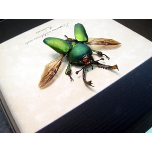 Flying Green Stag Beetle Framed Lamprima Adolphinae ooak
