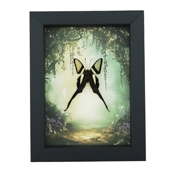 White Dragontail Butterfly Fairy Forest Lamproptera curius Framed Taxidermy Display