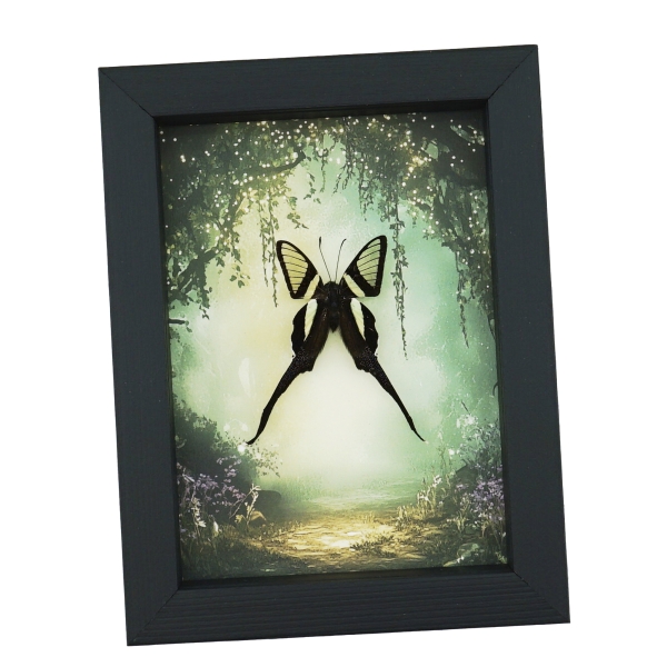 White Dragontail Butterfly Fairy Forest Lamproptera curius Framed Taxidermy Display