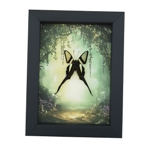 White Dragontail Butterfly Fairy Forest Lamproptera curius Framed Taxidermy Display