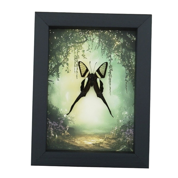 White Dragontail Butterfly Fairy Forest Lamproptera curius Framed Taxidermy Display