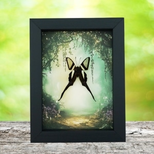 White Dragontail Butterfly Fairy Forest Lamproptera curius Framed Taxidermy Display