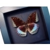 Lexias pardalis Common Archduke Lavender Butterfly Moonlight Display Framed Taxidermy
