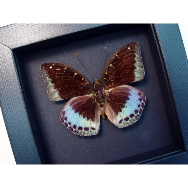 Lexias pardalis Common Archduke Lavender Butterfly Moonlight Display Framed Taxidermy