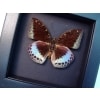Lexias pardalis Common Archduke Lavender Butterfly Moonlight Display Framed Taxidermy