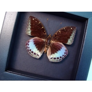 Lexias pardalis Common Archduke Lavender Butterfly Moonlight Display Framed Taxidermy