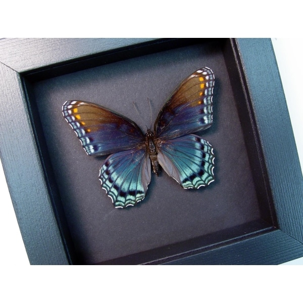 Limenitis Astyanax Male Red Spotted Purple Moonlight Display